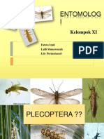 PPT Plecoptera