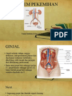 Sistem Pekemihan