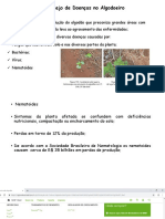 Manejo de Doenças no Algodoeiro: Fungos, Bactérias, Vírus e Nematoides