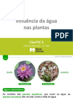 Influencia Da Água Nas Plantas