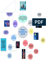 Organos y Funciones