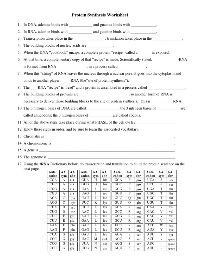 Protein Synthesis Worksheet Guide | PDF | Rna | Translation (Biology)