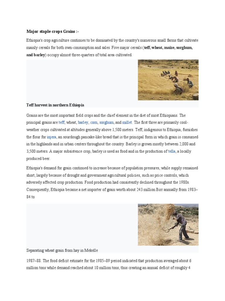 Major Staple Crops Grains PDF Cereals Legume