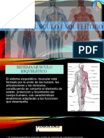 Sistema musculoesquelético: funciones, patologías y cuidados