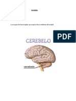 Cerebelo