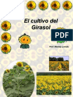 Girasol