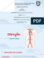 Corazón Anatomía