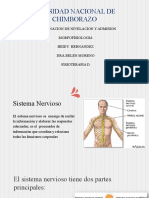 Composicion Del Sistema Nervioso