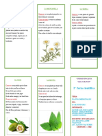 Triptico Plantas Medicinales