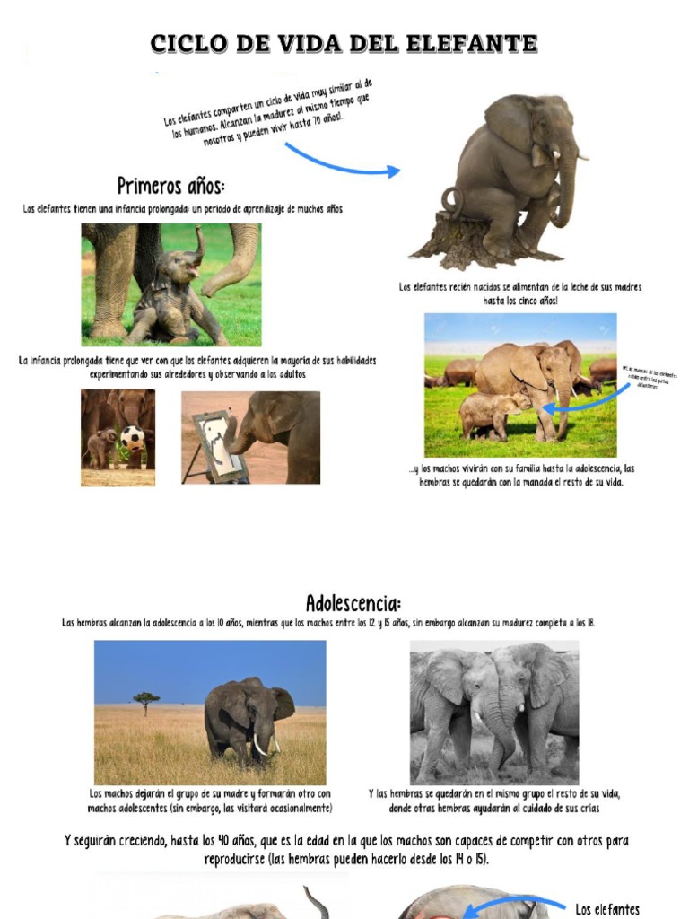 Ciclo de Vida Del Elefante PDF