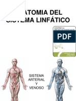 Anatomía del sistema linfático en