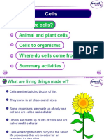 What Are Cells?
