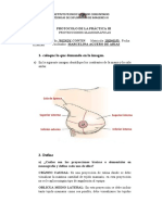 PRÁCTICA III mamografia