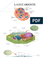 Estructura y funciones de la célula eucarionte