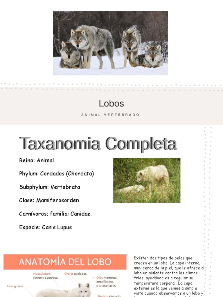 Un perro lobo parado al lado de un tipo de 1.80 metros. : r/WolvesAreBigYo, image size:768x1024