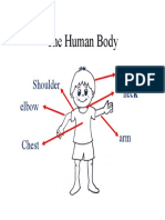 The Human Body: Head Neck Shoulder Elbow
