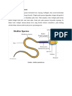 Li No 1 Renti Spermatogenesis