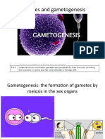 Gametes and Gametogenesis