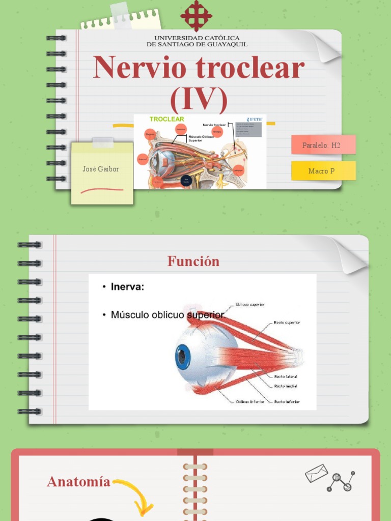 Nervio Troclear | PDF