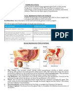 Human Reproductive System Yr 11 Biology 114629