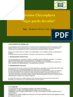 División Chrysophyta - Algas Doradas