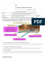 Guia 6to Ciencias - 2