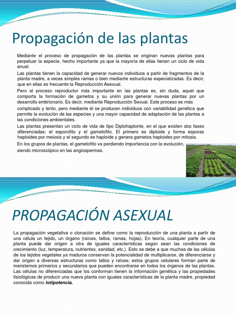 Propagación de Las Plantas | PDF | Tallo de la planta | Raíz