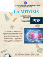 Etapas de La Mitosis