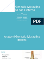 Anatomi Genitalia Maskulina Interna Dan Eksterna