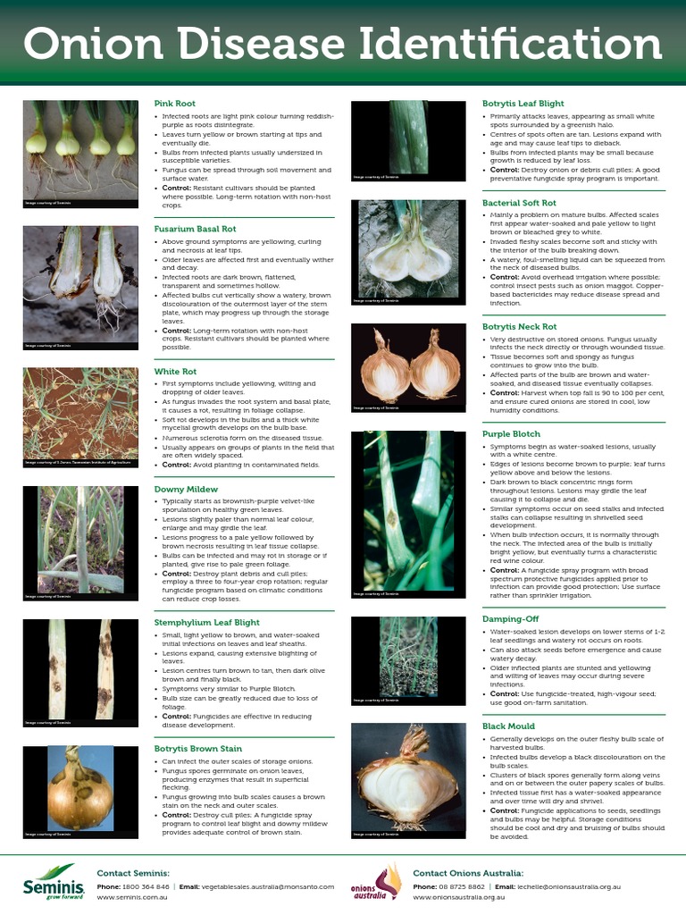 Onion Disease Poster | PDF | Onion | Leaf