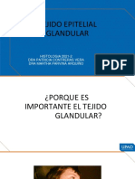 s3 - Tejido Glandular Teoria