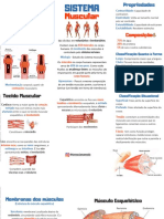 Sistema Muscular