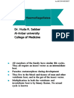 Dr. Huda R. Sabbar Al-Anbar University College of Medicine: Haemoflagellates