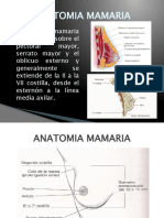 6.  Anatomia Mamaria - CLASIFICACIÓN DE SENOS