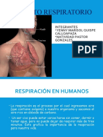 Diapositivas Sistema Respiratorio