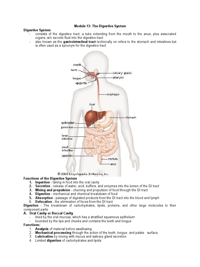Module 13 - The Digestive System | PDF | Liver | Human Digestive System