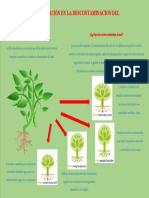 Infografia de La Fitorremediacion