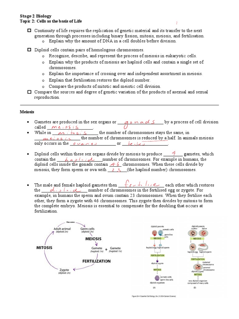 Understanding Meiosis and Genetic Variation | PDF | Meiosis | Ploidy