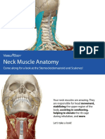 VisibleBody Neck Muscle Anatomy