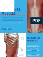 VisibleBody Abdominal Muscles