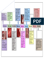 Desarrollo Prenatal