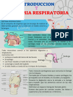 Introduccion y Anatomia Respiratoria