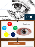 Anatomía Conjuntiva