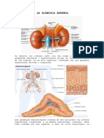 Patologia de La Glándula Adrenal