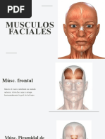 Musculos Faciales