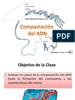 Biologia Segunda Actividad Compactacion Del ADN