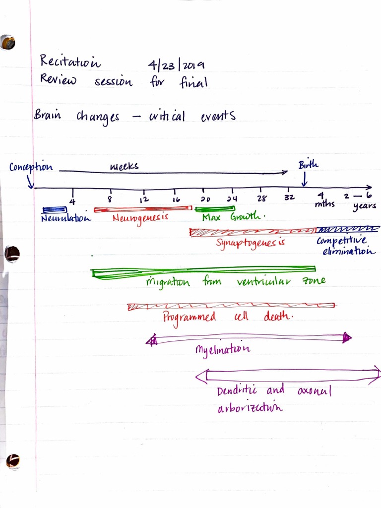 Notes - Neural Development | PDF