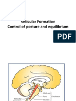 Reticular Formation, Control of Posture and Equilibrium