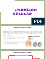 8.respiracion Celular