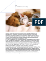 MMS - CDS para animales (1)